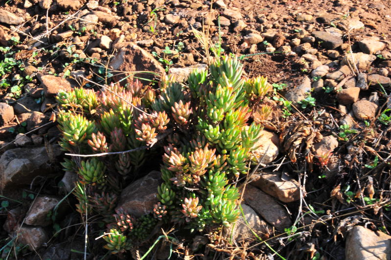 Sedum ?